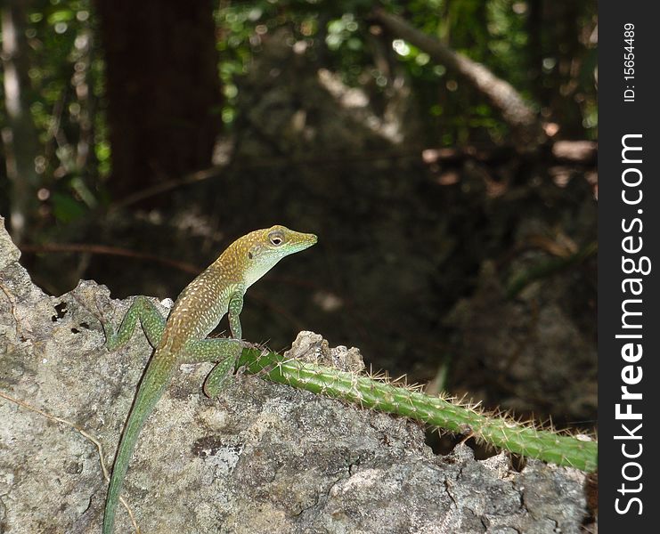 A small gecko on the Mastic Trail hike across Grand Cayman