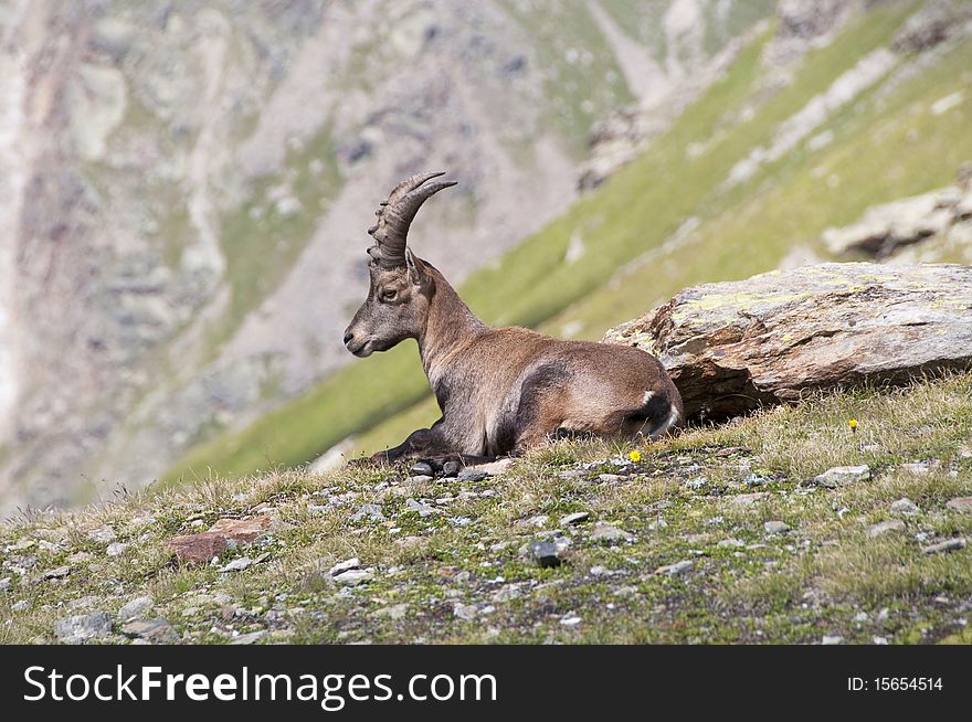 Caption of an ibex on Aosta mountains