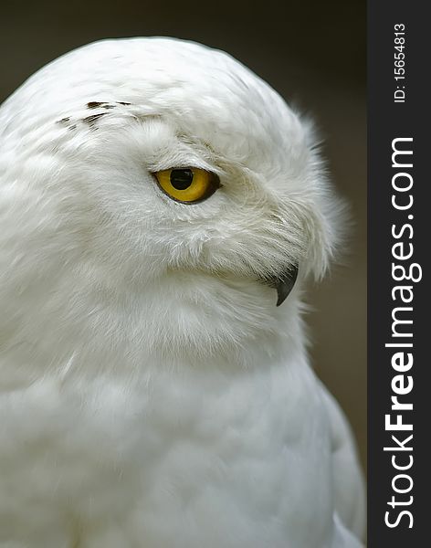 Snowy Owl (Bubo scandiacus, Nyctea scandiaca), sidefaced