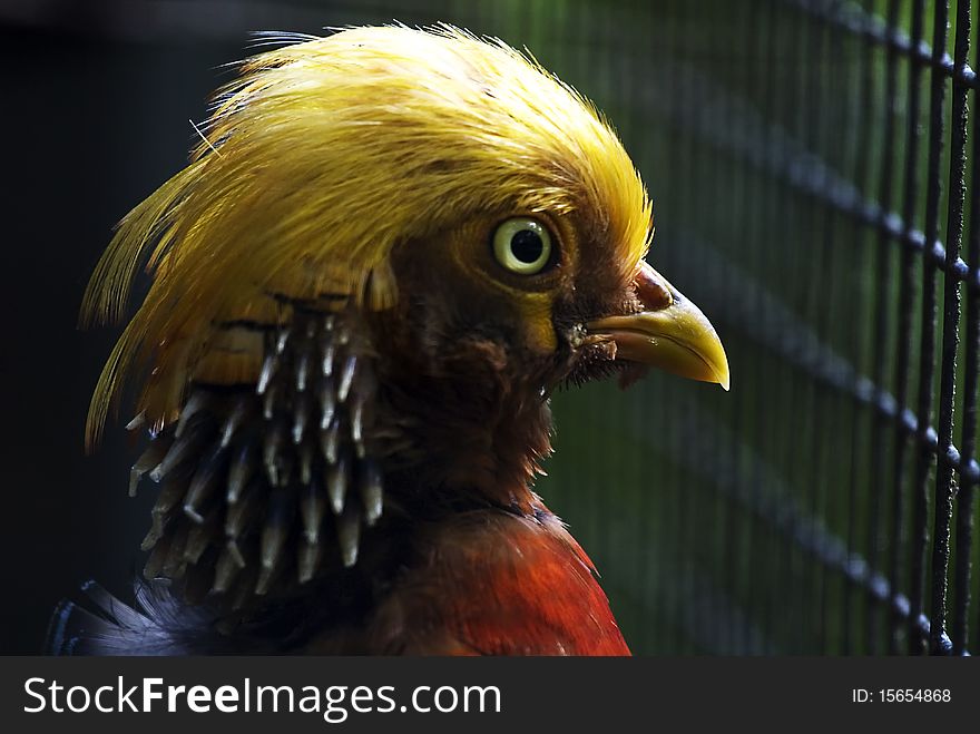 Close-up of a Golden Pheasant in front of a fence (Chrysolophus pictus)