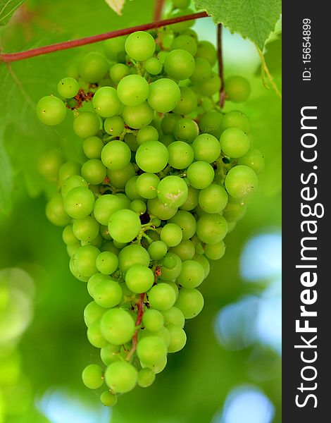 Maturing young bunch of grapes on the vine plantations. Maturing young bunch of grapes on the vine plantations