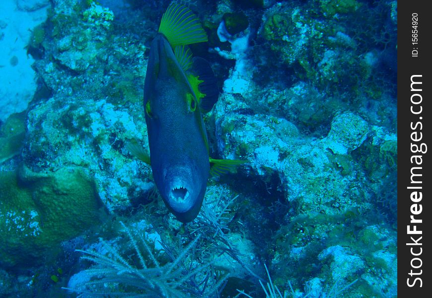 An aggressive file fish warns me off while diving in the Cayman Islands. An aggressive file fish warns me off while diving in the Cayman Islands