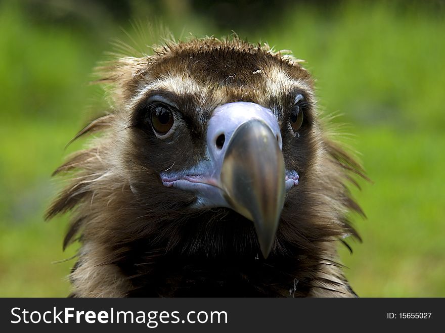 Portrait of a Cinereous Vulture (Aegypius monachus)