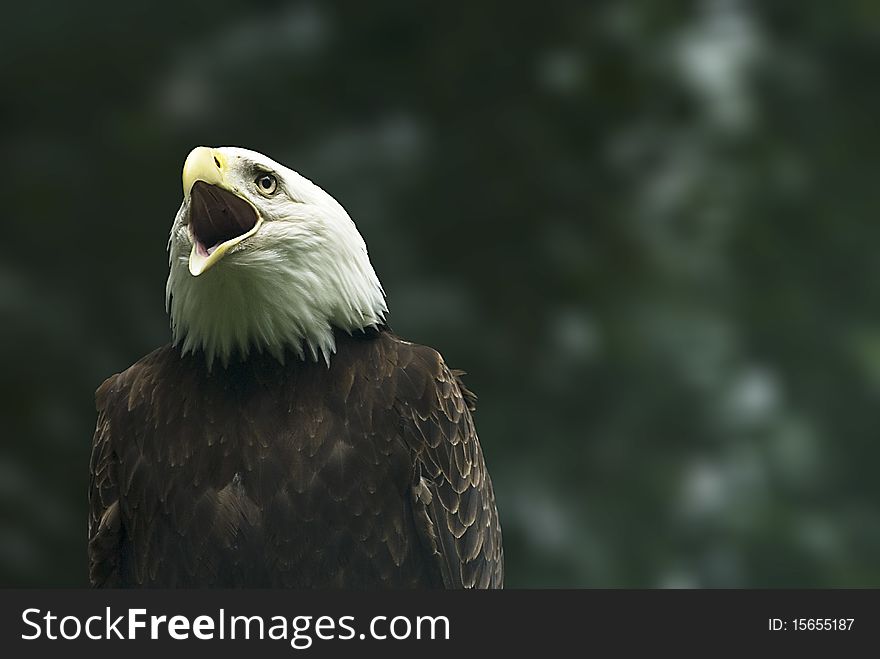 Screaming Bald Eagle (Haliaeetus leucocephalus)