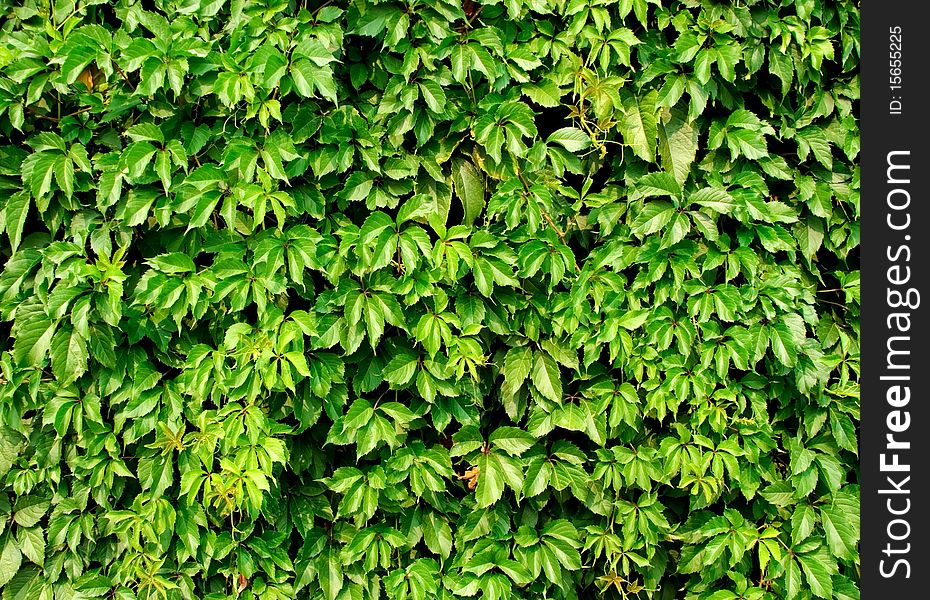 Colorful ivy leaves in Summer, gray colored wall as background.