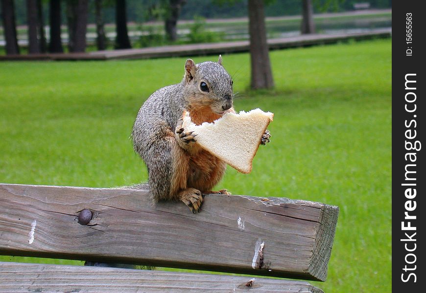 A gray squirrel is eating bread in the park. A gray squirrel is eating bread in the park