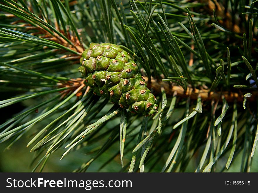 Pinecone on the pine branch