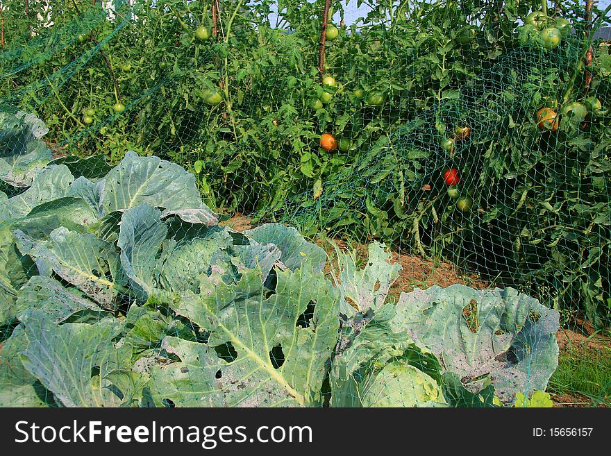Cabbage and tomato beds in field