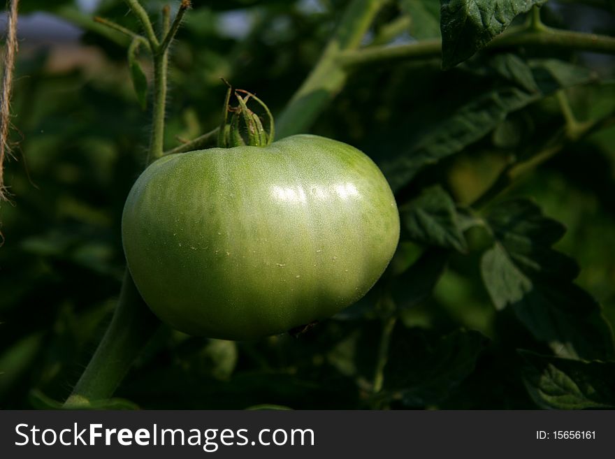 Several green tomatoes on a vine. Several green tomatoes on a vine