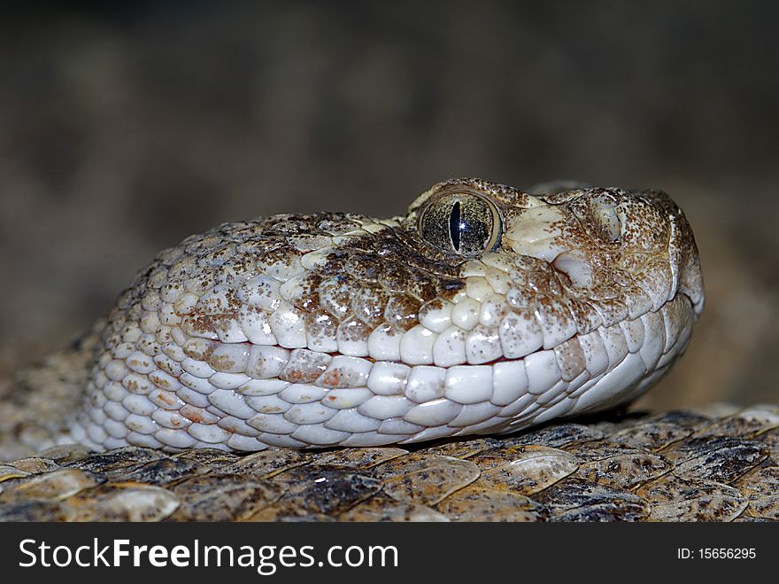 Western diamondback rattlesnake(Crotalus atrox), portrait. Western diamondback rattlesnake(Crotalus atrox), portrait