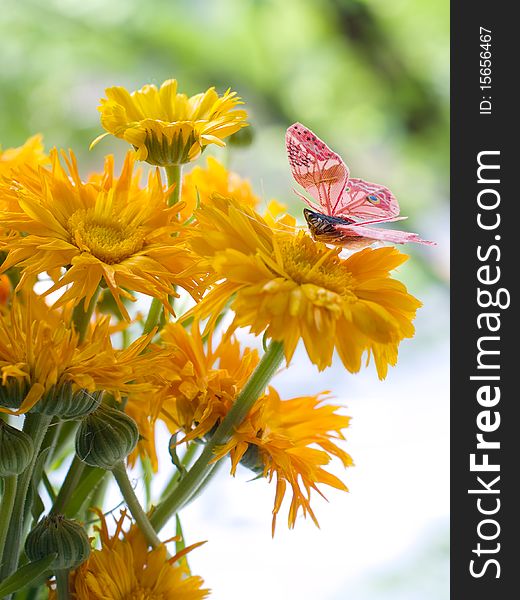 Butterfly sitting on orange flowers