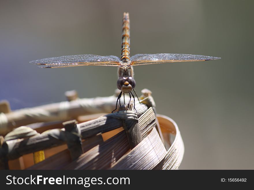 A dragonfly sitting on a tiki torch.