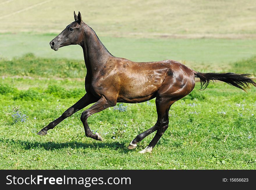 Black akhal-teke young stallion run gallop