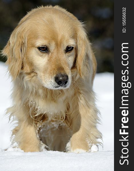 This is a nice female dog in the snow. This is a nice female dog in the snow