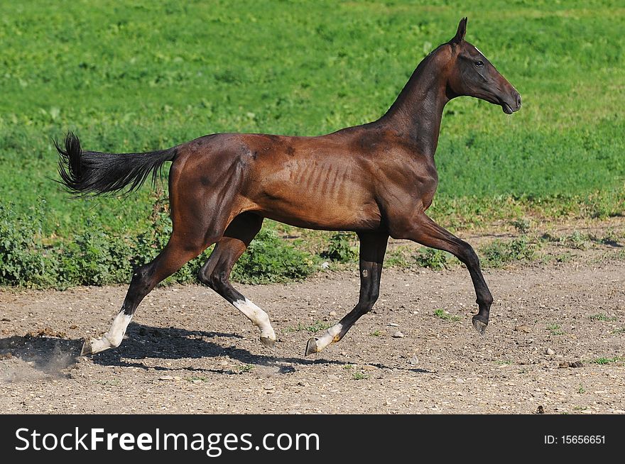 Bay akhal-teke young stallion run. Bay akhal-teke young stallion run