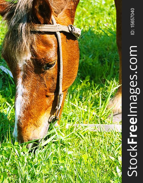 Horse munches on a bite of grass hay. If possible, please let me know how you are using my photographs! Thank you!