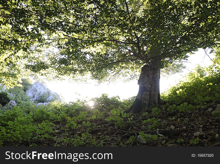 This beech tree in morning light. This beech tree in morning light