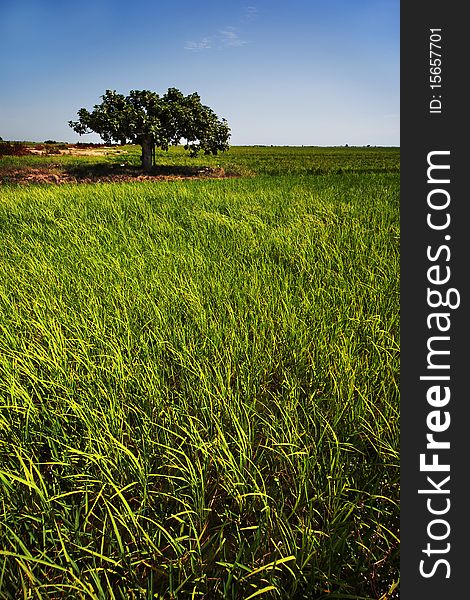 Rice paddy crops in Tarragona, Spain