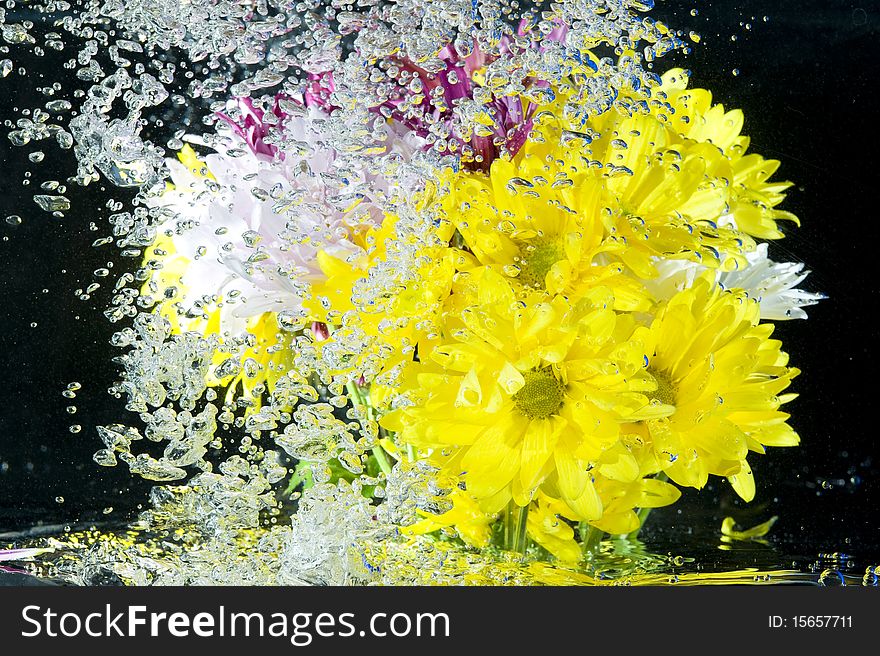 Yellow chrysanthemum on the fresh water. Yellow chrysanthemum on the fresh water