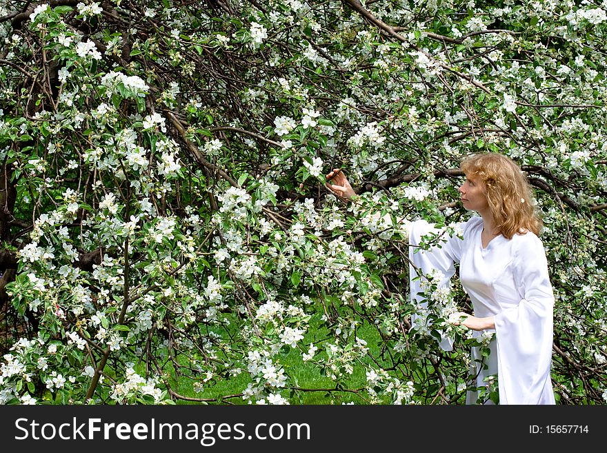 A blonde girl in white dress among white flowers. A blonde girl in white dress among white flowers