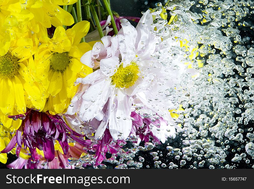 Yellow chrysanthemum on the fresh water. Yellow chrysanthemum on the fresh water