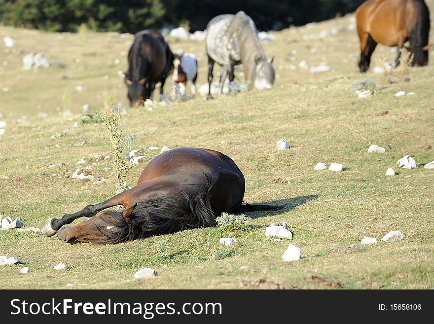 Wild horse is rolling on the ground to remove the parasites. Wild horse is rolling on the ground to remove the parasites