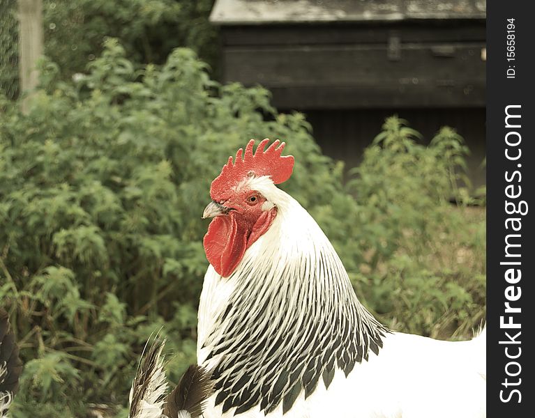 Black and white cockerel in a farm setting. Black and white cockerel in a farm setting.