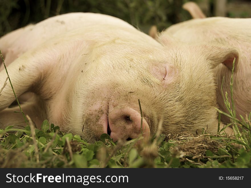 Sleeping Piglets in a farm setting.