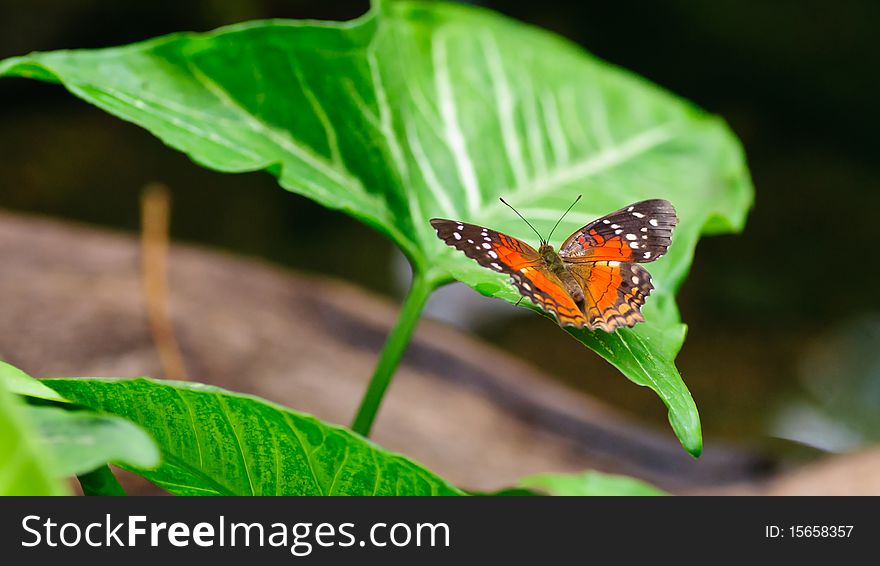 Butterfly on a green leef. Butterfly on a green leef