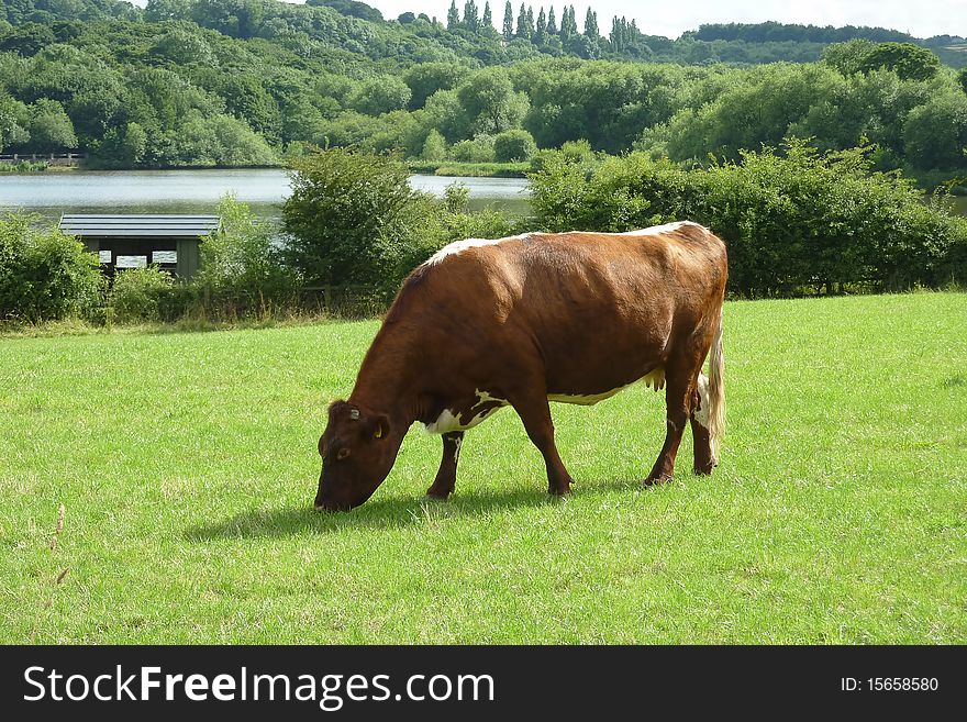 Brown and white dairy cow grazes in farmers field