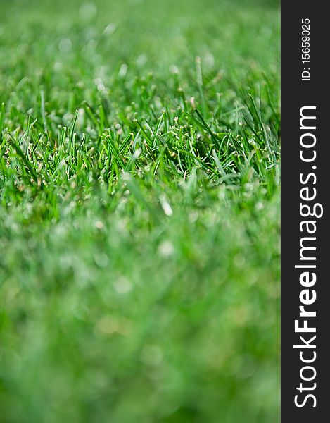 Texture of freshly cut grass