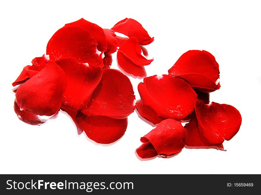 Rose petals with reflection isolated over white