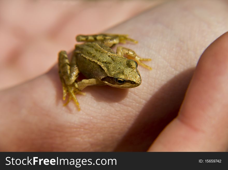 A young frog pauses for a moment in my hand before disappearing. A young frog pauses for a moment in my hand before disappearing