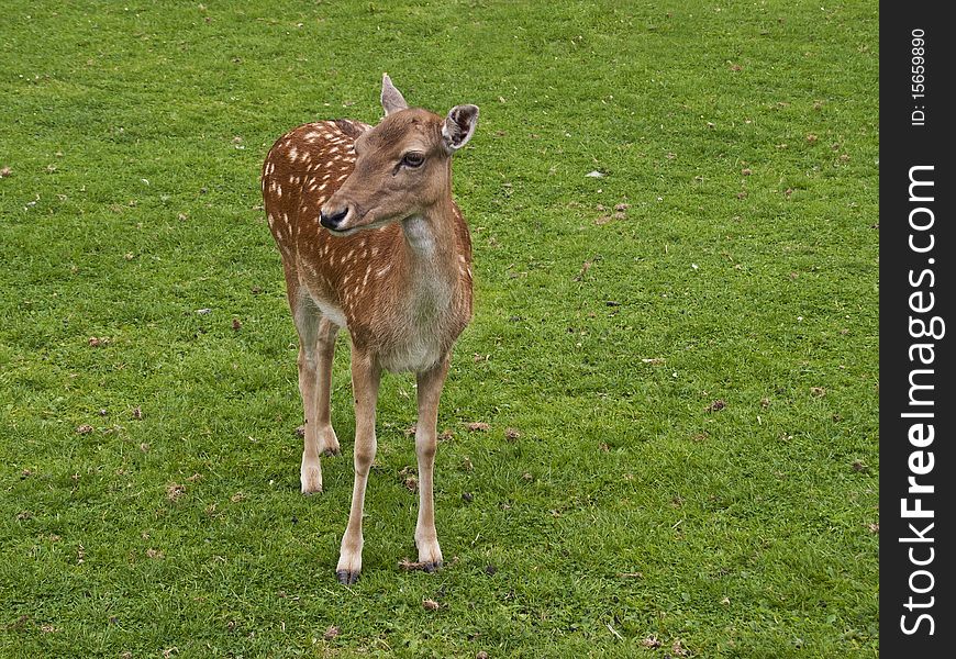 A cute young Fallow deer pausing between feeding