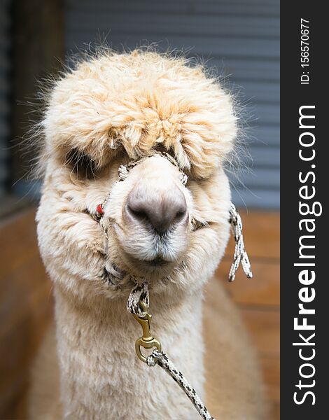 Alpaca playing on green field. It is similar to, and often confused with, the llama. However, alpacas are often noticeably smaller than llamas. The two animals are closely related and can successfully cross-breed. Alpacas and llamas are also closely related to the vicuÃƒÆ’Ã†â€™Ãƒâ€ Ã¢â‚¬â„¢ÃƒÆ’Ã¢â‚¬Â ÃƒÂ¢Ã¢â€šÂ¬Ã¢â€žÂ¢ÃƒÆ’Ã†â€™ÃƒÂ¢Ã¢â€šÂ¬Ã‚Â ÃƒÆ’Ã‚Â¢ÃƒÂ¢Ã¢â‚¬Å¡Ã‚Â¬ÃƒÂ¢Ã¢â‚¬Å¾Ã‚Â¢ÃƒÆ’Ã†â€™Ãƒâ€ Ã¢â‚¬â„¢ÃƒÆ’Ã‚Â¢ÃƒÂ¢Ã¢â‚¬Å¡Ã‚Â¬Ãƒâ€šÃ‚Â ÃƒÆ’Ã†â€™Ãƒâ€šÃ‚Â¢ÃƒÆ’Ã‚Â¢ÃƒÂ¢Ã¢â€šÂ¬Ã…Â¡Ãƒâ€šÃ‚Â¬ÃƒÆ’Ã‚Â¢ÃƒÂ¢Ã¢â€šÂ¬Ã…Â¾Ãƒâ€šÃ‚Â¢ÃƒÆ’Ã†â€™Ãƒâ€ Ã¢â‚¬â„¢ÃƒÆ’Ã¢â‚¬Â ÃƒÂ¢Ã¢â€šÂ¬Ã¢â€žÂ¢ÃƒÆ’Ã†â€™Ãƒâ€šÃ‚Â¢ÃƒÆ’Ã‚Â¢ÃƒÂ¢Ã¢â€šÂ¬Ã…Â¡Ãƒâ€šÃ‚Â¬ÃƒÆ’Ã¢â‚¬Å¡Ãƒâ€šÃ‚Â ÃƒÆ’Ã†â€™Ãƒâ€ Ã¢â‚¬â„¢ÃƒÆ’Ã¢â‚¬Å¡Ãƒâ€šÃ‚Â¢ÃƒÆ’Ã†â€™Ãƒâ€šÃ‚Â¢ÃƒÆ’Ã‚Â¢ÃƒÂ¢Ã¢â‚¬Å¡Ã‚Â¬Ãƒâ€¦Ã‚Â¡ÃƒÆ’Ã¢â‚¬Å¡Ãƒâ€šÃ‚Â¬ÃƒÆ’Ã†â€™Ãƒâ€šÃ‚Â¢ÃƒÆ’Ã‚Â¢ÃƒÂ¢Ã¢â‚¬Å¡Ã‚Â¬Ãƒâ€¦Ã‚Â¾ÃƒÆ’Ã¢â‚¬Å¡Ãƒâ€šÃ‚Â¢ÃƒÆ’Ã†â€™Ãƒâ€ Ã¢â‚¬â„¢ÃƒÆ’Ã¢â‚¬Â ÃƒÂ¢Ã¢â€šÂ¬Ã¢â€žÂ¢ÃƒÆ’Ã†â€™ÃƒÂ¢Ã¢â€šÂ¬Ã‚Â ÃƒÆ’Ã‚Â¢ÃƒÂ¢Ã¢â‚¬Å¡Ã‚Â¬ÃƒÂ¢Ã¢â‚¬Å¾Ã‚Â¢ÃƒÆ’Ã†â€™Ãƒâ€ Ã¢â‚¬â„¢ÃƒÆ’Ã¢â‚¬Å¡Ãƒâ€šÃ‚Â¢ÃƒÆ’Ã†â€™Ãƒâ€šÃ‚Â¢ÃƒÆ’Ã‚Â¢ÃƒÂ¢Ã¢â‚¬Å¡Ã‚Â¬Ãƒâ€¦Ã‚Â¡ÃƒÆ’Ã¢â‚¬Å¡Ãƒâ€šÃ‚Â¬ÃƒÆ’Ã†â€™ÃƒÂ¢Ã¢â€šÂ¬Ã‚Â¦ÃƒÆ’Ã¢â‚¬Å¡Ãƒâ€šÃ‚Â¡ÃƒÆ’Ã†â€™Ãƒâ€ Ã¢â‚¬â„¢ÃƒÆ’Ã¢â‚¬Â ÃƒÂ¢Ã¢â€šÂ¬Ã¢â€žÂ¢ÃƒÆ’Ã†â€™Ãƒâ€šÃ‚Â¢ÃƒÆ’Ã‚Â¢ÃƒÂ¢Ã¢â€šÂ¬Ã…Â¡Ãƒâ€šÃ‚Â¬ÃƒÆ’Ã¢â‚¬Â¦Ãƒâ€šÃ‚Â¡ÃƒÆ’Ã†â€™Ãƒâ€ Ã¢â‚¬â„¢ÃƒÆ’Ã‚Â¢ÃƒÂ¢Ã¢â‚¬Å¡Ã‚Â¬Ãƒâ€¦Ã‚Â¡ÃƒÆ’Ã†â€™ÃƒÂ¢Ã¢â€šÂ¬Ã…Â¡ÃƒÆ’Ã¢â‚¬Å¡Ãƒâ€šÃ‚Â±a, which is believed to be the alpaca`s wild ancestor, and to the guanaco. Alpaca playing on green field. It is similar to, and often confused with, the llama. However, alpacas are often noticeably smaller than llamas. The two animals are closely related and can successfully cross-breed. Alpacas and llamas are also closely related to the vicuÃƒÆ’Ã†â€™Ãƒâ€ Ã¢â‚¬â„¢ÃƒÆ’Ã¢â‚¬Â ÃƒÂ¢Ã¢â€šÂ¬Ã¢â€žÂ¢ÃƒÆ’Ã†â€™ÃƒÂ¢Ã¢â€šÂ¬Ã‚Â ÃƒÆ’Ã‚Â¢ÃƒÂ¢Ã¢â‚¬Å¡Ã‚Â¬ÃƒÂ¢Ã¢â‚¬Å¾Ã‚Â¢ÃƒÆ’Ã†â€™Ãƒâ€ Ã¢â‚¬â„¢ÃƒÆ’Ã‚Â¢ÃƒÂ¢Ã¢â‚¬Å¡Ã‚Â¬Ãƒâ€šÃ‚Â ÃƒÆ’Ã†â€™Ãƒâ€šÃ‚Â¢ÃƒÆ’Ã‚Â¢ÃƒÂ¢Ã¢â€šÂ¬Ã…Â¡Ãƒâ€šÃ‚Â¬ÃƒÆ’Ã‚Â¢ÃƒÂ¢Ã¢â€šÂ¬Ã…Â¾Ãƒâ€šÃ‚Â¢ÃƒÆ’Ã†â€™Ãƒâ€ Ã¢â‚¬â„¢ÃƒÆ’Ã¢â‚¬Â ÃƒÂ¢Ã¢â€šÂ¬Ã¢â€žÂ¢ÃƒÆ’Ã†â€™Ãƒâ€šÃ‚Â¢ÃƒÆ’Ã‚Â¢ÃƒÂ¢Ã¢â€šÂ¬Ã…Â¡Ãƒâ€šÃ‚Â¬ÃƒÆ’Ã¢â‚¬Å¡Ãƒâ€šÃ‚Â ÃƒÆ’Ã†â€™Ãƒâ€ Ã¢â‚¬â„¢ÃƒÆ’Ã¢â‚¬Å¡Ãƒâ€šÃ‚Â¢ÃƒÆ’Ã†â€™Ãƒâ€šÃ‚Â¢ÃƒÆ’Ã‚Â¢ÃƒÂ¢Ã¢â‚¬Å¡Ã‚Â¬Ãƒâ€¦Ã‚Â¡ÃƒÆ’Ã¢â‚¬Å¡Ãƒâ€šÃ‚Â¬ÃƒÆ’Ã†â€™Ãƒâ€šÃ‚Â¢ÃƒÆ’Ã‚Â¢ÃƒÂ¢Ã¢â‚¬Å¡Ã‚Â¬Ãƒâ€¦Ã‚Â¾ÃƒÆ’Ã¢â‚¬Å¡Ãƒâ€šÃ‚Â¢ÃƒÆ’Ã†â€™Ãƒâ€ Ã¢â‚¬â„¢ÃƒÆ’Ã¢â‚¬Â ÃƒÂ¢Ã¢â€šÂ¬Ã¢â€žÂ¢ÃƒÆ’Ã†â€™ÃƒÂ¢Ã¢â€šÂ¬Ã‚Â ÃƒÆ’Ã‚Â¢ÃƒÂ¢Ã¢â‚¬Å¡Ã‚Â¬ÃƒÂ¢Ã¢â‚¬Å¾Ã‚Â¢ÃƒÆ’Ã†â€™Ãƒâ€ Ã¢â‚¬â„¢ÃƒÆ’Ã¢â‚¬Å¡Ãƒâ€šÃ‚Â¢ÃƒÆ’Ã†â€™Ãƒâ€šÃ‚Â¢ÃƒÆ’Ã‚Â¢ÃƒÂ¢Ã¢â‚¬Å¡Ã‚Â¬Ãƒâ€¦Ã‚Â¡ÃƒÆ’Ã¢â‚¬Å¡Ãƒâ€šÃ‚Â¬ÃƒÆ’Ã†â€™ÃƒÂ¢Ã¢â€šÂ¬Ã‚Â¦ÃƒÆ’Ã¢â‚¬Å¡Ãƒâ€šÃ‚Â¡ÃƒÆ’Ã†â€™Ãƒâ€ Ã¢â‚¬â„¢ÃƒÆ’Ã¢â‚¬Â ÃƒÂ¢Ã¢â€šÂ¬Ã¢â€žÂ¢ÃƒÆ’Ã†â€™Ãƒâ€šÃ‚Â¢ÃƒÆ’Ã‚Â¢ÃƒÂ¢Ã¢â€šÂ¬Ã…Â¡Ãƒâ€šÃ‚Â¬ÃƒÆ’Ã¢â‚¬Â¦Ãƒâ€šÃ‚Â¡ÃƒÆ’Ã†â€™Ãƒâ€ Ã¢â‚¬â„¢ÃƒÆ’Ã‚Â¢ÃƒÂ¢Ã¢â‚¬Å¡Ã‚Â¬Ãƒâ€¦Ã‚Â¡ÃƒÆ’Ã†â€™ÃƒÂ¢Ã¢â€šÂ¬Ã…Â¡ÃƒÆ’Ã¢â‚¬Å¡Ãƒâ€šÃ‚Â±a, which is believed to be the alpaca`s wild ancestor, and to the guanaco.