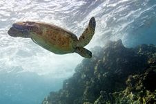 Green Sea Turtle Royalty Free Stock Images Green Sea Turtle Royalty Free Stock Images