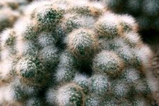 Cactus Royalty Free Stock Image
