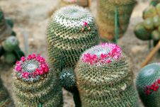 Cactus Stock Photography Cactus Stock Photography