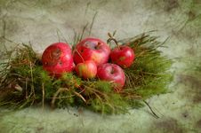 Rotten Apples And Moss Stock Photos Rotten Apples And Moss Stock Photos