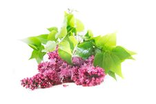 Lilac Flowers Over White Royalty Free Stock Photo
