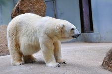 Free Polar Bear In Its Habitat Royalty Free Stock Image - 15668186