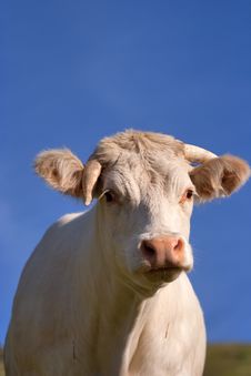 Cow In A Prairie Stock Photo Cow In A Prairie Stock Photo