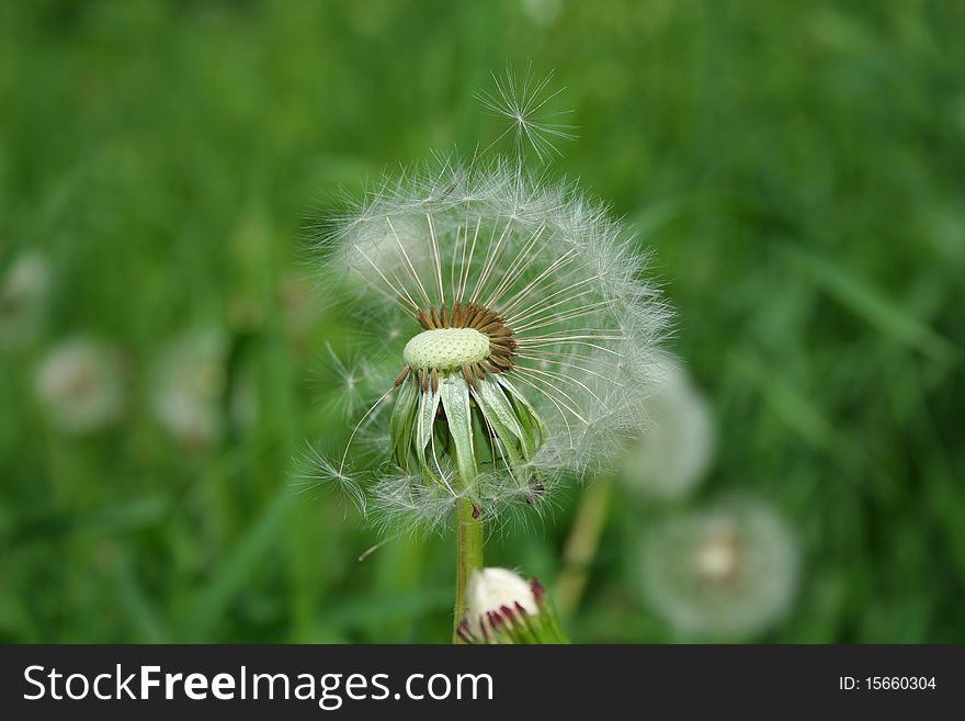 Dandelion on which the fuzz has clung. On a back background various plants of green color and dandelions.