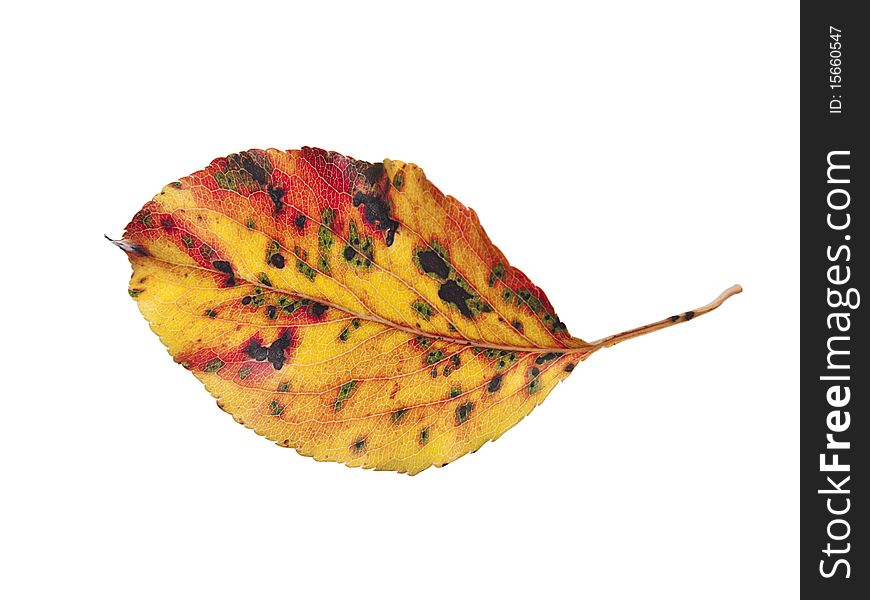 Mottled red and yellow leaf of flowering pear tree in Fall. White background. Mottled red and yellow leaf of flowering pear tree in Fall. White background.