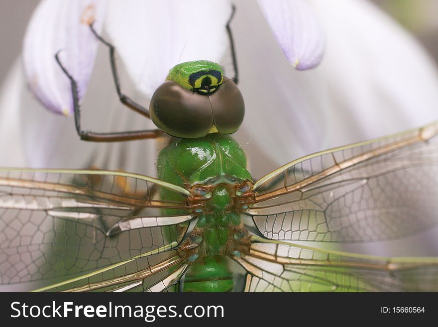 Close up of wings on a common green darner. Close up of wings on a common green darner