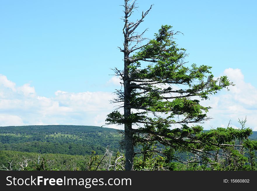A coniferous tree that lost half of its branches on a mountain top. A coniferous tree that lost half of its branches on a mountain top.