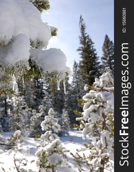 Fresh snow in Mammoth Lakes area of the High Sierras, California. Fresh snow in Mammoth Lakes area of the High Sierras, California.