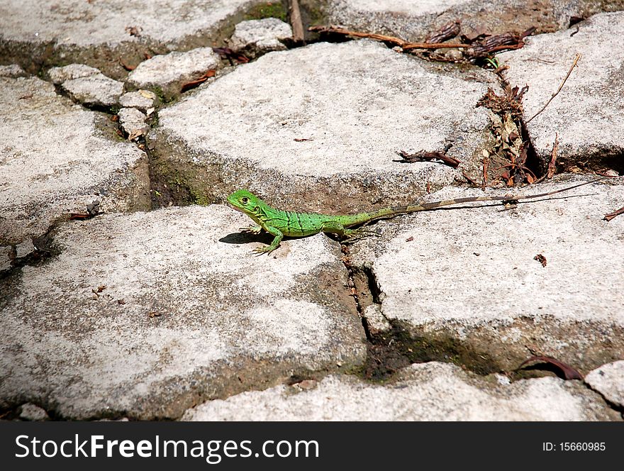 Green Lizard In Nicaragua