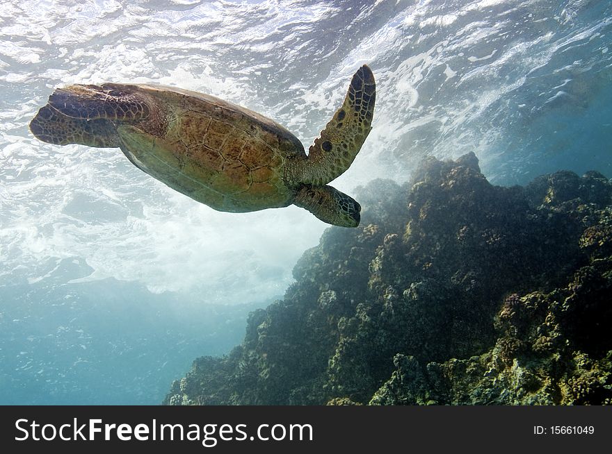 A green sea turtle returns from the surface to look for more quieter waters