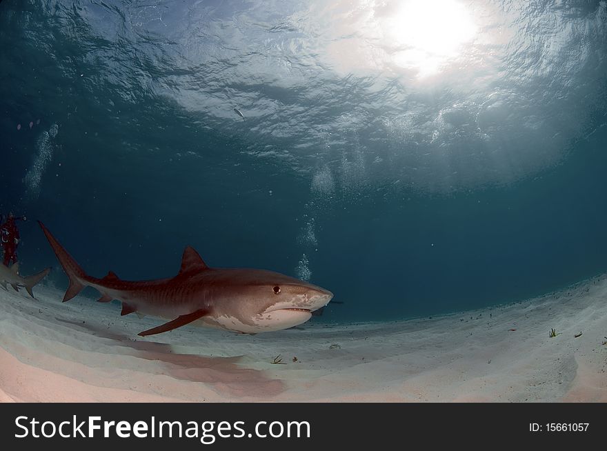 A tiger shark prowling the sandy bottom of the Bahamas